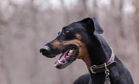 Professional experience and proven results are the backbone of flagstaff pet dog training. 15 Adorable Doberman Mixes Black Brown And Awesome All Over