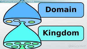 Kingdom Bacteria Definition Examples Video Lesson Transcript Study Com