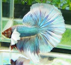 I never thought fish could. Aquabid Com Halfmoom Betta Auctions Wed Jun 18 03 27 11 2014 Betta Fish Fish Betta
