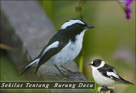 Burung anis kembang juga termasuk burung monomorfik dimana kenampakan jantan dan betina sama. Gambar Burung Decu Kembang Jantan Dan Betina Gambar Burung Wallpaper