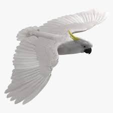 3d Model Of Cacatua Galerita Sulphur Crested Cockatoo Cockatoo Sulphur 3d Model