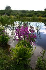 Primula In Natural Wildlife Pond Garden Design By Jason Russell Twig Garden Design Edinburgh Scotla Ponds For Small Gardens Garden Inspiration Garden Design