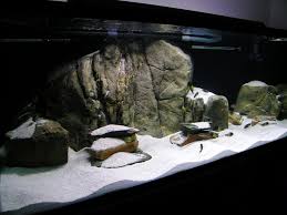 Aquascape Idea African Cichlid Aquarium Biotope Aquarium Aquarium Fish
