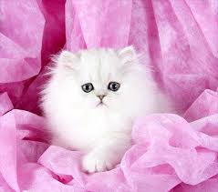 There are 16 teacup persian for sale on etsy, and they cost $49.02. Persian Kitten Prices Prices Of Persian Kittens Persian Kittens Persian Kittens For Sale Teacup Persian Kittens