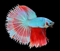 Types of betta fish with pictures. Betta Fish Tail Types Japanesefightingfish Org