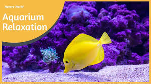 One Hour Aquarium With Classical Music Water Bubbles Sound For Relaxat Music For Studying Calming Music Meditation Music