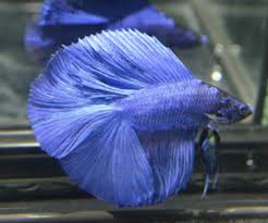 These bettas are very gorgeous and by far the hardest to get. Double Tail Betta Fish For Sale Bettafishforsale Org
