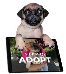 There are so many loving adoptable pets right in your community waiting for a family to call their own. Poodle And Pooch Rescue In Central Florida Adopt A Dog Rescue A Dog Special Needs Dog Care Save Seniors Dogs Donate To Save Dogs Lives