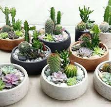 If There S One Fast Growing Trend In Plant Arrangements It S The World Of Large Succul Succulent Garden Diy Succulent Garden Indoor Succulent Arrangements Diy