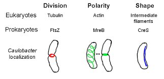 Cytoskeleton Definition Function Structure And Location Plasma Membrane Nuclear Membrane Cell Biology