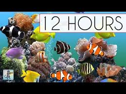 Whether You Re At School Or Teaching Online Life Gets Stressful Here S A List Of Relaxing Music For The Class Coral Reef Aquarium Reef Aquarium Uhd Wallpaper