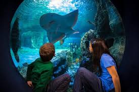 Top Ten Things To Do In Cincinnati Ohio Including The Best Cincinnati Art Museums The Cincinnati Zoo The Aquarium And The Best Restaurants Kentucky Travel Newport Aquarium Cincinnati Zoo