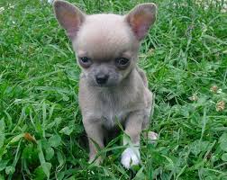 Chihuahua Bleu Fawn Et Blanc Chihuahua Merle