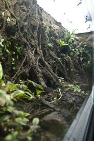 Pics My New Constructed Vivarium Dendroboard Vivarium Reptile Terrarium Terrarium