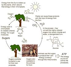 Energy Cycle From Plants To Animals Plant Science Characteristics Of Living Things Learning Science