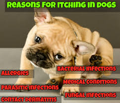 Pin On Pet Care