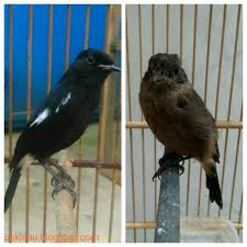 Sayangnya, cara ini hanya bisa dilakukan saat burung cendet sudah menginjak usia 4 bulan ke atas. Ciri Ciri Perbedaan Antara Decu Jantan Dan Decu Betina On Kicau