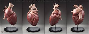 Human Heart By Parag Lavande Realistic 3d Human Heart Anatomy Human Heart Heart Anatomy