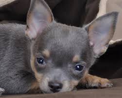 Au Coup De Patte Chihuahua Poils Courts Bleu Male Chihuahua Poil Court Photo De Chiot Chiot