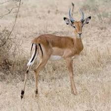 Impala Impala Animal African Animals Animals