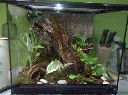 18x18x18 Terrarium Live Plants Jpg 2592 1936 Live Plants Frog Terrarium Terrarium