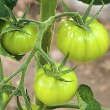 Pin By Karina Ansaldo On Gardening Green Tomato Jelly Recipe Tomato Jelly Green Tomatoes
