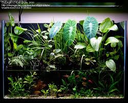 Using Plants To Cover Up Riparium Planters Aquarium Garden Indoor Water Garden Aquarium Landscape