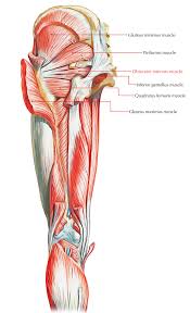 The pelvis comprises of the following muscles:obturator internus. Easy Notes On Muscles Of The Pelvis Learn In Just 6 Minutes Earth S Lab