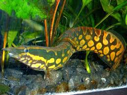 Tiretrack Eel Saltwater Aquarium Fish Aquarium Fish Tropical Fish Tanks