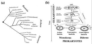 Evolutionary Relationships Among Living Organisms In The Three Domain Model Of Woese Et Al Positivity Negativity Bacillus