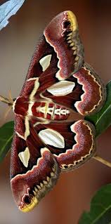 Sussurros Das Asas Ao Vento Beautiful Butterflies Moth Insects