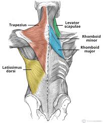 The deltoid, teres major, teres minor, infraspinatus, supraspinatus (not shown) and subscapularis muscles (not shown) all extend from the scapula to the humerus and. Muscles Of The Back Teachmeanatomy