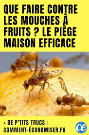 Que Faire Contre Les Mouches A Fruits Le Piege Maison Efficace Contre Les Mouches Mouche A Fruit Mouches