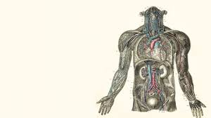Human Anatomy Wallpapers 1080p Medical Wallpaper Human Anatomy Picture Human Anatomy