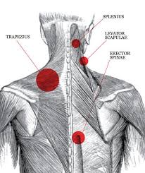 Pin On Human Animal Or Fictional Anatomy