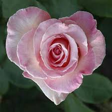 Pin By Malie Spies On Events Heart In Nature Heart Images Beautiful Flowers