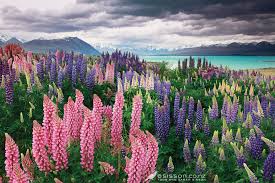Wednesday Wallpaper Flowering Lupines Lake Tekapo South Island New Zealand Lake Tekapo Places To See New Zealand Landscape