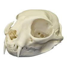 Real Domestic Cat Skull Cat Skull Skull Reference Animal Skeletons