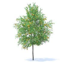 Orange Tree With Fruits 3d Model 6m Orange Tree Tree Tree Psd