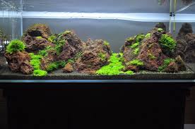 Lava Rock Aquascape Aquarium Landscape Planted Aquarium