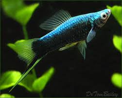 Swordtail Fish For Aquariums With Information And Pictures Swordtail Fish Aquarium Fish Tropical Fish