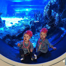 Pin On Newport Aquarium