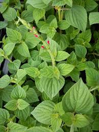 Salvia Ananas Salvia Rutilans Elegans Szalwia Ananasowa Pineapple Sage Honey Melon Sage Pineapple Scented Sage Anana Salvia Pineapple Sage Plant Leaves