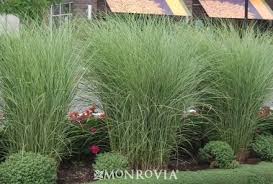 Morning Light Maiden Grass Clumps To 5 Ft Tall 2 Ft Wide Flower Stalks Reach 6 Ft Tall Front Yard Garden Design Ornamental Grasses Pool Landscape Design