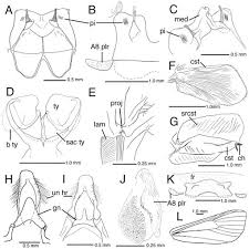 Revision Of Cliniodes Guenee Lepidoptera Crambidae Odontiinae