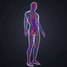 Body Arteries Veins 3d Model Human Body Anatomy Arteries And Veins Body Anatomy