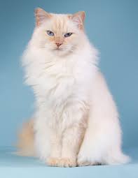 Point color and the barring or striping is seal (dark brown). 230 Ragdoll Cat Names Great Ideas For Naming Your Ragdoll Kitten