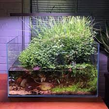 Vivariums Aquascape Aquarium Decorations Aquarium Design