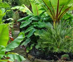 Tropical Garden Plants Small Tropical Gardens Tropical Garden Design Tropical Garden Plants