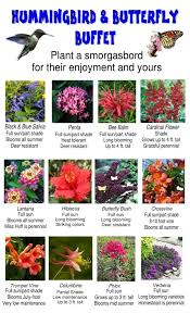 Butterfly Flowers Butterfly Garden Design Plants Hummingbird Garden